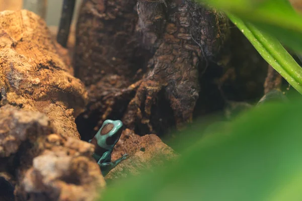 The green-and-black poison dart frog (Dendrobates auratus), or green-and-black poison arrow frog