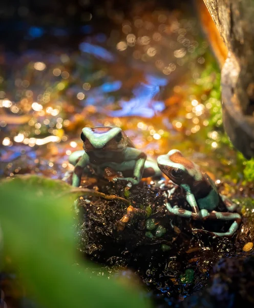 绿黑毒飞镖蛙 Dendrobates Auratus 或绿黑毒箭蛙 — 图库照片