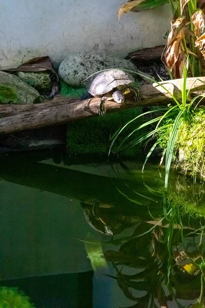 close-up of a red eared slider in a beautiful green environment. the head of the turtle has characteristic red stripe around its ears