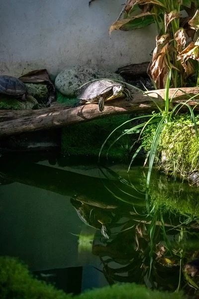 Close Red Eared Slider Beautiful Green Environment Head Turtle Has — Stock Photo, Image