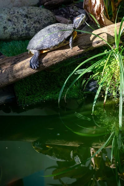 close-up of a red eared slider in a beautiful green environment. the head of the turtle has characteristic red stripe around its ears