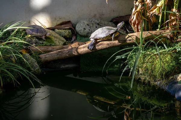 close-up of a red eared slider in a beautiful green environment. the head of the turtle has characteristic red stripe around its ears