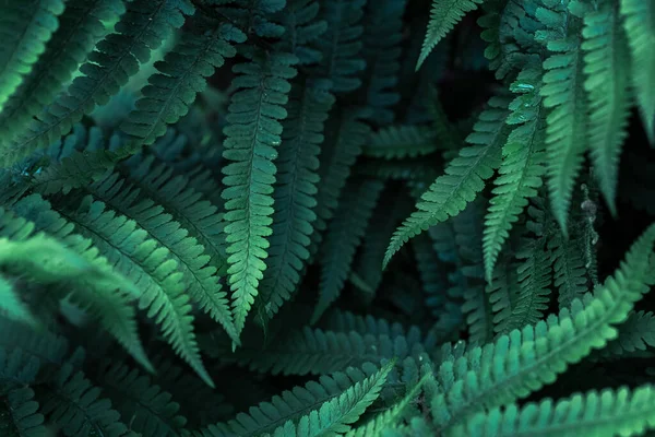 Perfecto Natural Joven Helecho Hojas Patrón Fondo Sensación Oscura Malhumorada —  Fotos de Stock