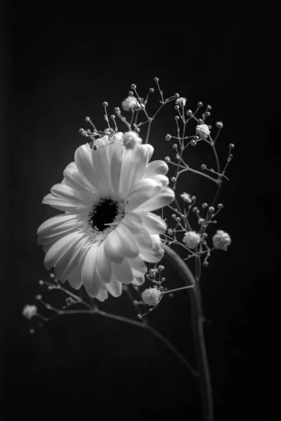 stock image Single gerbera daisy with gypsophilia on black background. black and white shot