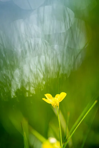 Nahaufnahme Einer Isolierten Gelben Blume Mit Geringer Schärfentiefe — Stockfoto