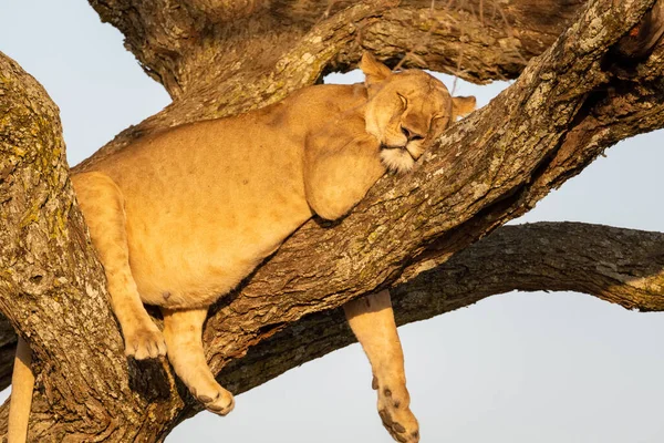 Lioness Lying Asleep Tree Sunset Peaceful Moment —  Fotos de Stock