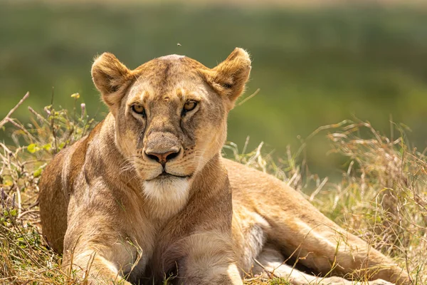 Portrait Lazy Lioness Lying Savanna Grass Beautiful Green Background —  Fotos de Stock