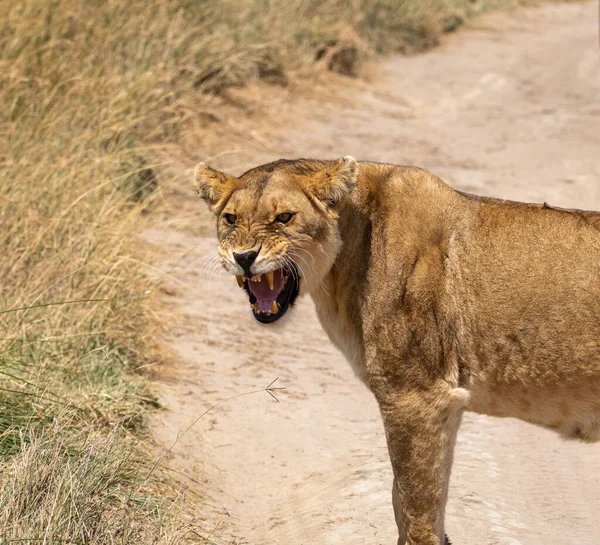 Angry Lioness Roaring Showing Teeth Savanna Serengeti Park Tanzania —  Fotos de Stock