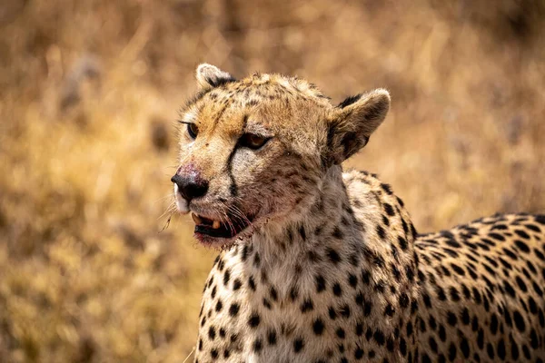 Közel Egy Gepárdhoz Véres Arccal Miután Megevett Egy Friss Gyilkosságot — Stock Fotó