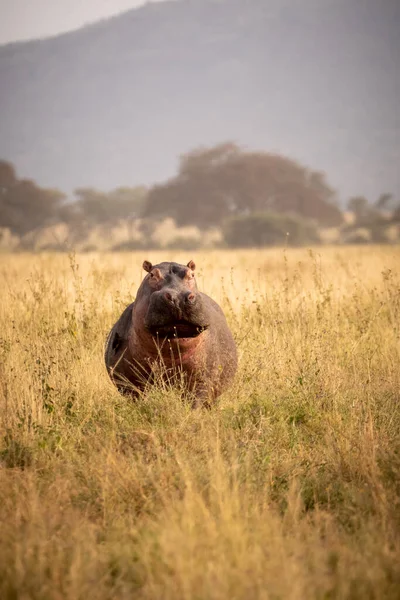 Hippopotame Sauvage Debout Dans Savane Par Une Journée Ensoleillée Parc — Photo
