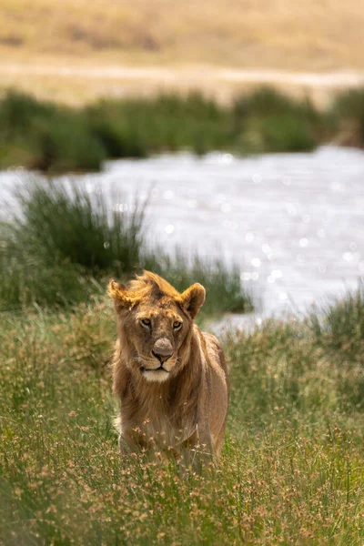 晴れた日にはサバンナの水飲み場近くに野生のライオンが立っています タンザニアのセレンゲティ公園 — ストック写真