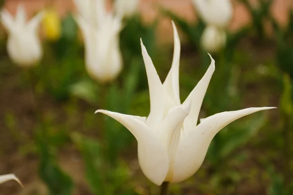 野生白花 — 图库照片