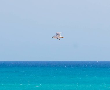 Martı ya da martı güneşli bir günde denizin üzerinde uçuyor.