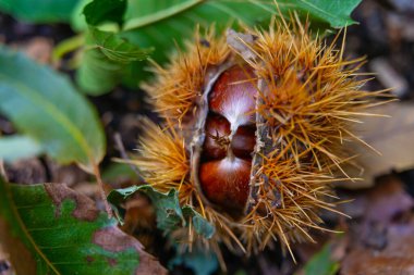 Olgun kestaneler, hala kirpilerinde, ağaçtan yeni düşmüş..