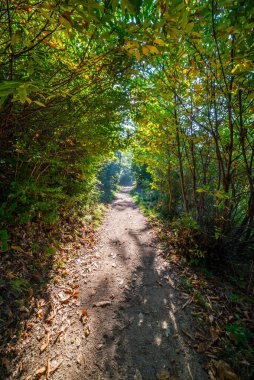 Güneşli bir sonbahar gününde orman ve ağaçlar. Doğa, hava ve çevre.