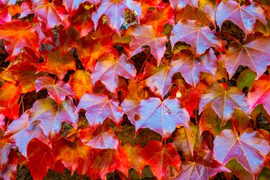 Tırmanma bitkisinin kırmızı renkli sonbahar yaprakları.