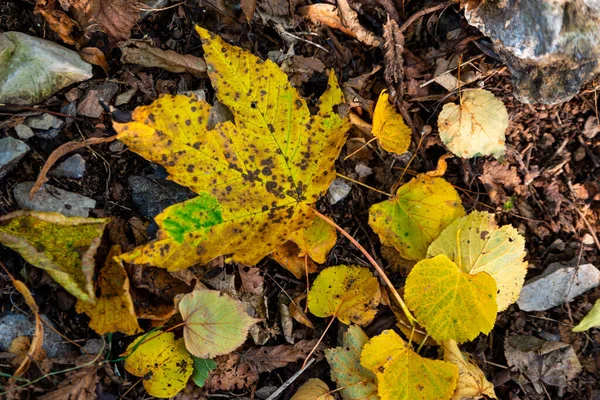 Feuille Automne Vient Tomber Arbre Couché Sur Sol Qui Distingue — Photo