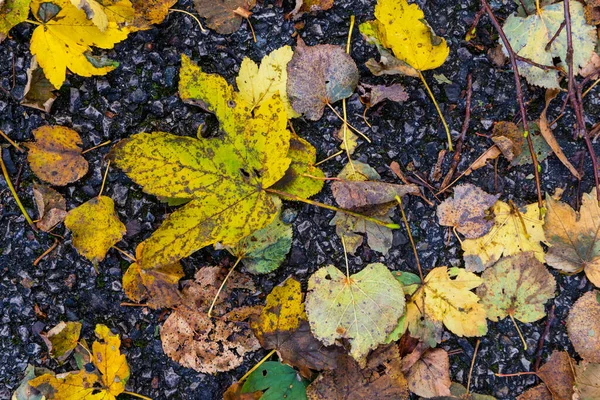 Jesienny Liść Spadł Drzewa Leżał Ziemi Który Wyróżnia Się Kolorem — Zdjęcie stockowe
