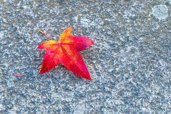 Jesienny Liść Spadł Drzewa Leżał Ziemi Który Wyróżnia Się Kolorem — Zdjęcie stockowe