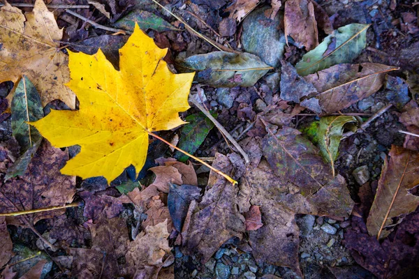 Autumn Leaf Just Fallen Tree Lying Ground Which Stands Out — Stock Photo, Image