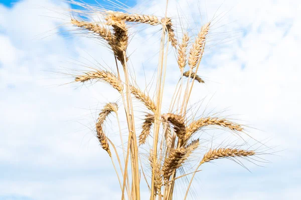 Ears Wheat Sky Background Price Shortage Cultivation Wheat — Stock Photo, Image