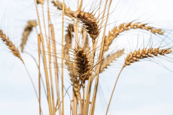 Ears Wheat Sky Background Price Shortage Cultivation Wheat — Stock Photo, Image