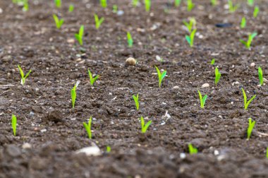 Tarlada mısır yetiştiriliyor. Yeni filizlenmiş mısır bitkileri. Darı kıtlığı ve yeni yetiştirme.