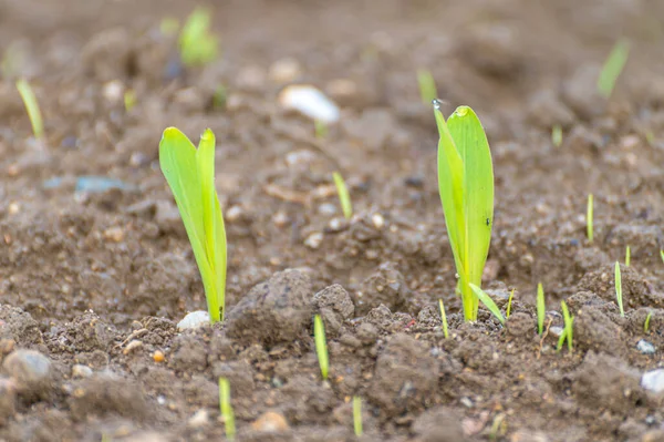 Field Cultivated Maize Newly Sprouted Maize Plants Maize Shortage New — Foto de Stock