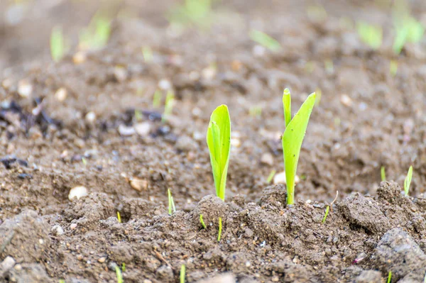 Tarlada mısır yetiştiriliyor. Yeni filizlenmiş mısır bitkileri. Darı kıtlığı ve yeni yetiştirme.