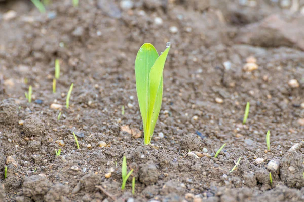 Field Cultivated Maize Newly Sprouted Maize Plants Maize Shortage New — Foto de Stock