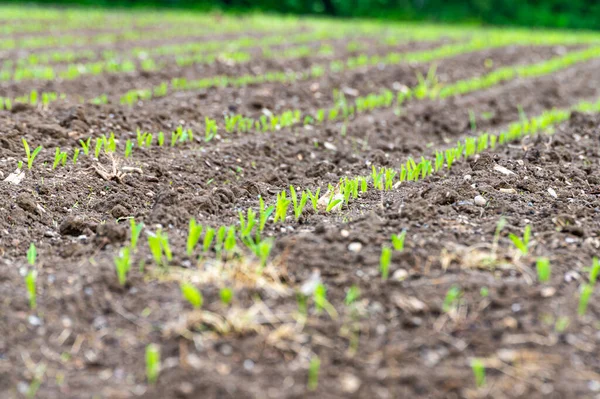 トウモロコシで栽培された畑 新しく発芽したトウモロコシの植物 不足と新しい栽培を拡大する — ストック写真