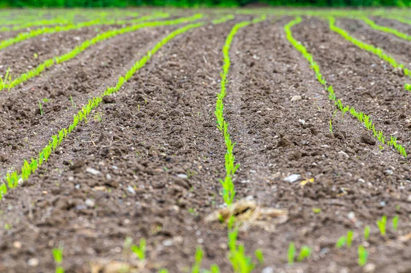 Veld Geteeld Met Maïs Nieuw Gekiemde Maïsplanten Maïs Tekort Nieuwe — Stockfoto