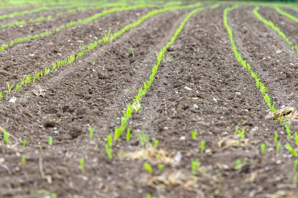 Veld Geteeld Met Maïs Nieuw Gekiemde Maïsplanten Maïs Tekort Nieuwe — Stockfoto