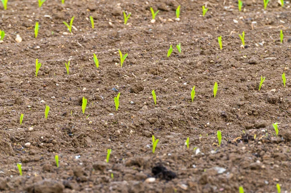 Veld Geteeld Met Maïs Nieuw Gekiemde Maïsplanten Maïs Tekort Nieuwe — Stockfoto