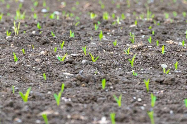 Field Cultivated Maize Newly Sprouted Maize Plants Maize Shortage New — Stock Fotó