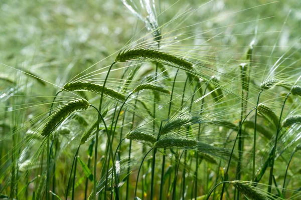 Champ Blé Cultivé Épis Blé Photographiés Près — Photo