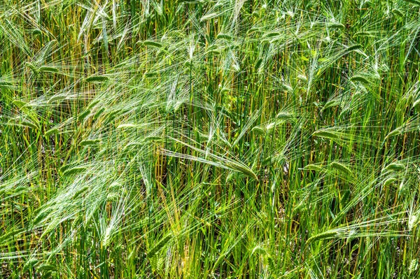 Kultiviertes Weizenfeld Und Ähren Aus Nächster Nähe Fotografiert — Stockfoto