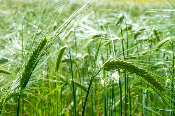 Cultivated Wheat Field Ears Wheat Photographed Close — Stock Photo, Image
