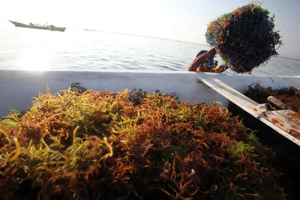 Bali Nusa Lembongan Endonezya Hasat Seagrass — Stok fotoğraf