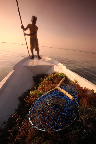 Seagrass harvesting — Stock Photo, Image