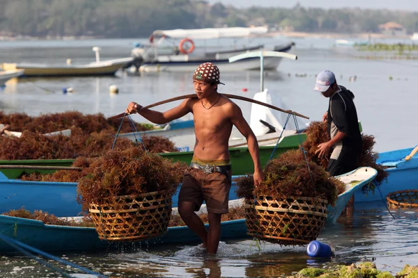 Seagrass harvesting — Stock Photo, Image