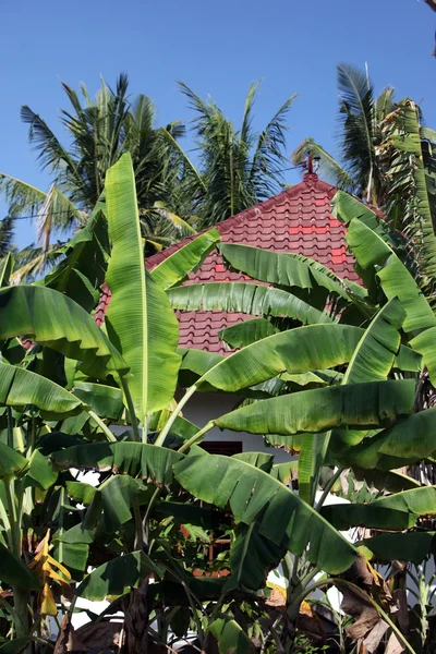 Asien Suedost Indonesia Bali Insel Nusa Lembongan Landschaft Natur Jungutbatu — Stock fotografie