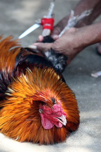 Cock Fighting — Stock Photo, Image