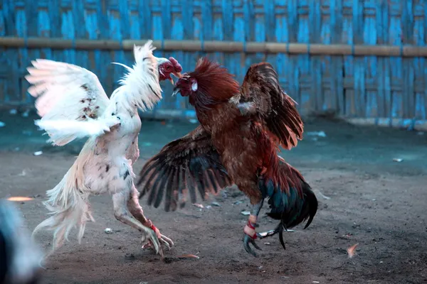 Cock Fighting — Stock Photo, Image