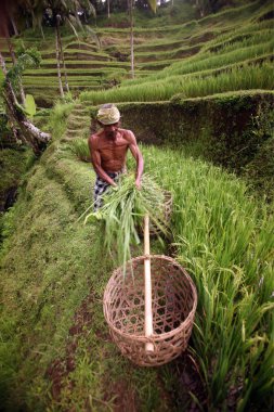 Bali