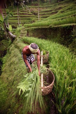 Bali