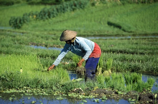 Bali. — Foto de Stock