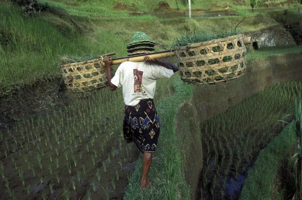 Bali. — Fotografia de Stock