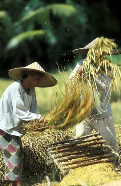 BALI — Stock Photo, Image