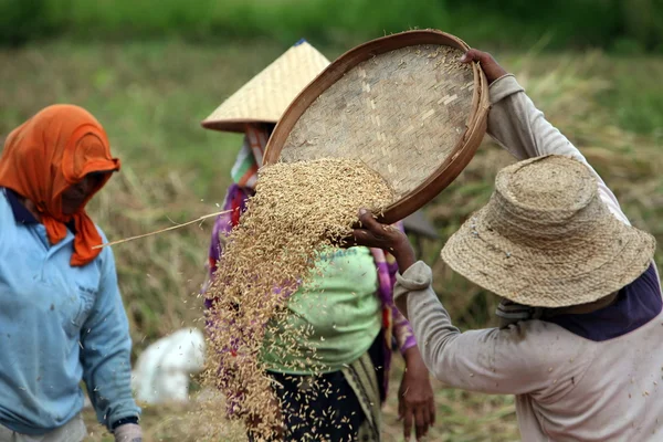 BALI — Stock Photo, Image